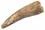 Fossil Spinosaurus Tooth - Real Dinosaur Tooth #360177-1